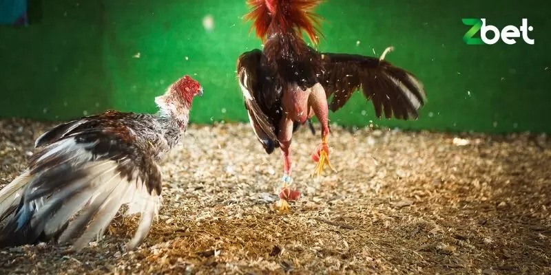 Đá gà luôn thu hút sự quan tâm của người chơi Đá gà luôn thu hút sự quan tâm của người chơi
